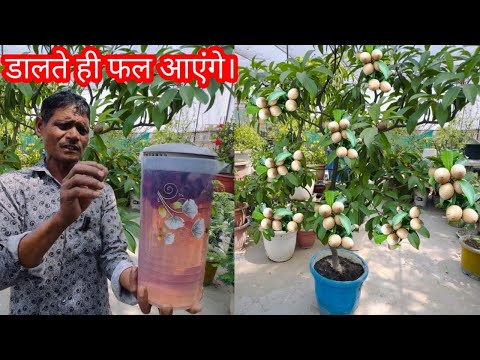 . "1 बार डालो, साल भर फल तोड़ो | चीकू के लिए देसी फ्री कि जादुई खाद" #gardening