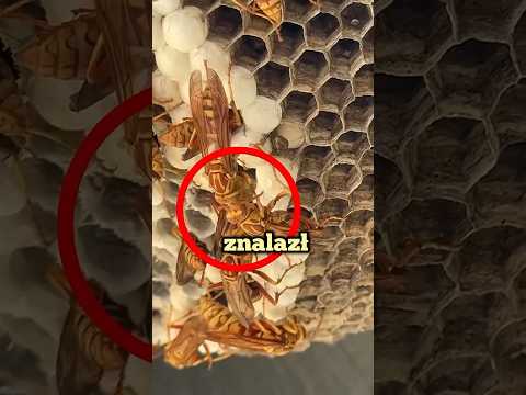 🤯ZNALAZŁ GNIAZDO SZERSZENI PRZY KAMPERZE⚠️