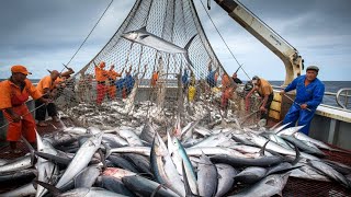 How Swordfish Are Caught and Processed | Inside the World of Deep-Sea Fishing and Seafood Industry🐟