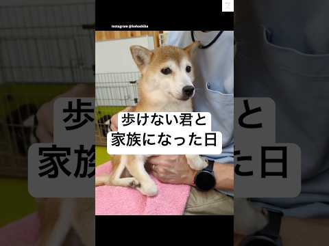 歩けない柴犬と家族になった日‼️    #柴犬　#保護犬　#犬　#家族 #犬のいる暮らし