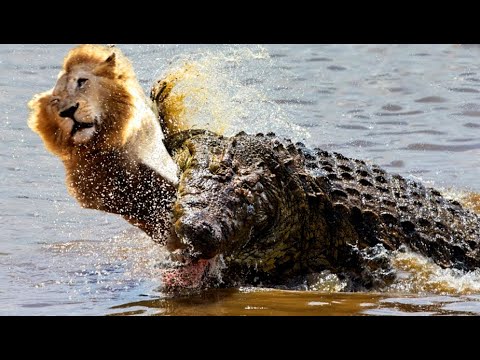 Heart Stopping Fierce Crocodile Attacks Caught On Camera