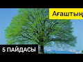 Ағаштардың пайдасы