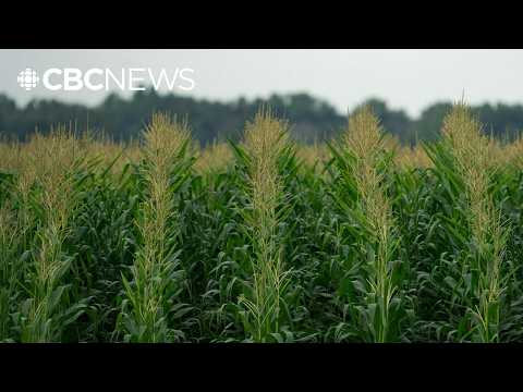 YouTube video thumbnail: Sweaty Corn Is Turning up the Heat in the U.S. Midwest. Could That Happen in Quebec Too?