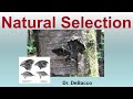 Darwin's Theory and Natural Selection
