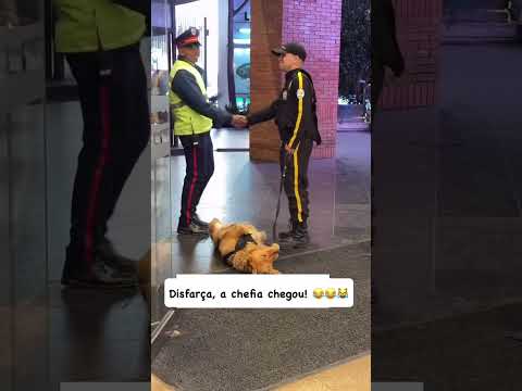 Arrumou até a farda😂😂 #dogs #perros #cachorros