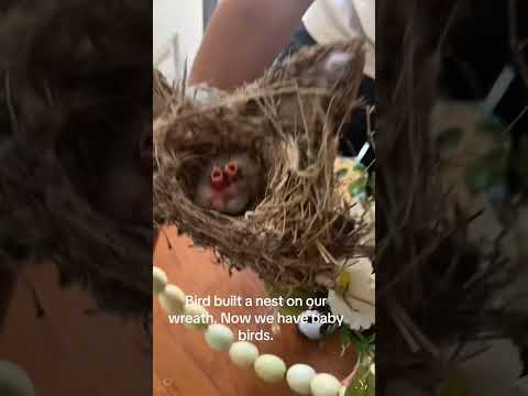All kinds of strange bird nests#funny #bird #cute #strange #fpy