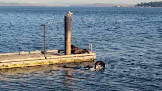 Seals at Suquamish WA dock