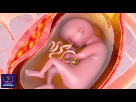 The Miracle of Life: Step-by-Step Embryonic Development Explained