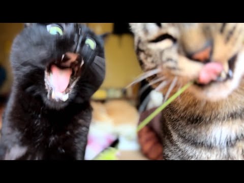 猫じゃらしと押入れ探検隊　Who loves Foxtails?