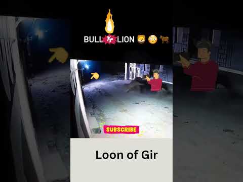 Bull v/s Lion | lion of gir | #lion #girnationalpark #gujarat #wildlife p #wildlifesanctuary