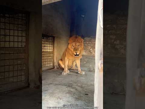 Why Is It Dangerous To Feed Wild Animals In A Zoo?