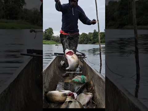 Fishing for barramundi with shrimp=02 #shorts