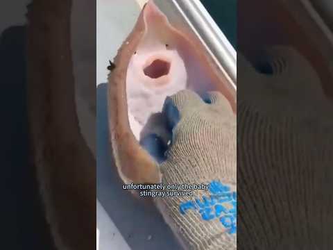 A heartbreaking farewell. #animals #rescue #stingray #cute #shorts