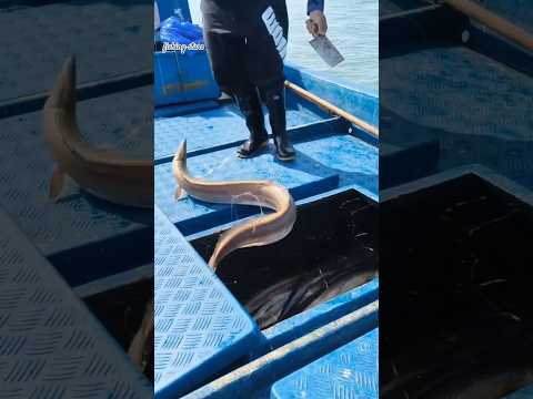 صيد ثعبان البحر 777 #fishing #fish #seafood