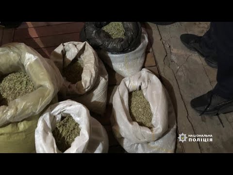 Вилучили 40 кг канабісу та вирвали понад 5,6 тис. рослин конопель: у Кам’янському районі поліцейські викрили місцевого жителя на вирощуванні та збуті марихуани