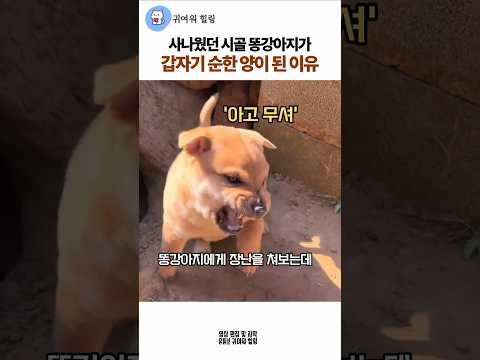 사나웠던 시골 똥강아지가 갑자기 순한 양이 된 이유 #댕댕이 #시고르자브종