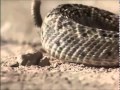 Exploring the Themes and Characters of Holes