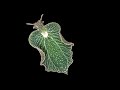 Marine Biology: Sea Slugs and Symbiosis