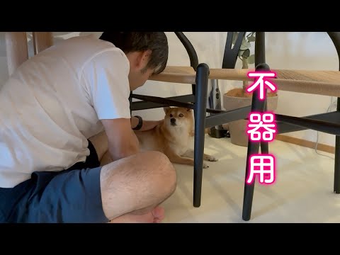 みんなと遊びたいのにプライドが邪魔してしまう不器用なツンデレ柴犬が可愛い