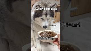 허스키의 코가 삐뚫어진 이유는?