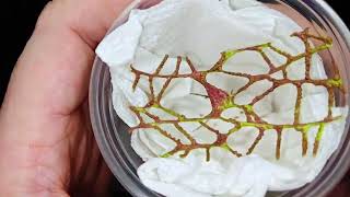 Unboxing The Worlds Coolest Spider EVER!!!!