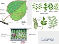 Plant Structure and Function Concepts