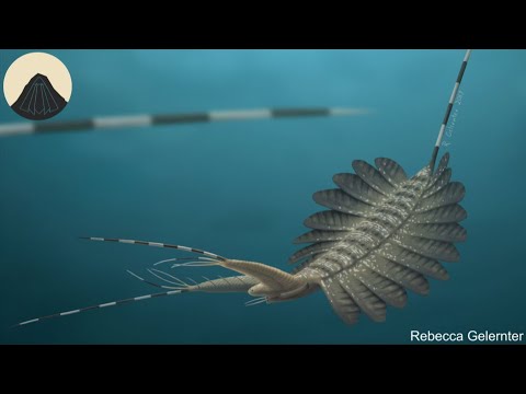 The Ancient Creatures that Shaped all Animals with an Exoskeleton