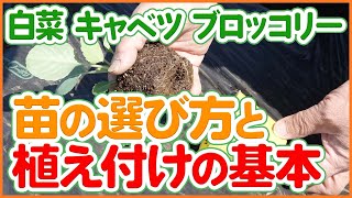 白菜・キャベツ・ブロッコリー栽培｜苗選びのポイントと植え付けの基本を徹底解説！【農園ライフ】