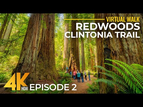 4K Calm Ambience of Redwood Forest + Real Nature Sounds | Hiking Clintonia Trail, California - #2