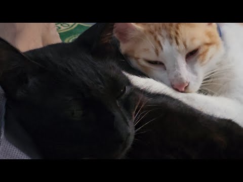 സൗണ്ട് പോയി 😼 Orange cat things 🤭 #childhood #catparent