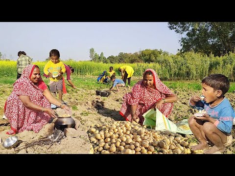 आलू  खुदाई करते समय खेत में गरमा गरम उबले हुए आलू को स्वादिस्ट कैसे बनाकर खाते है || Aloo ki khudai