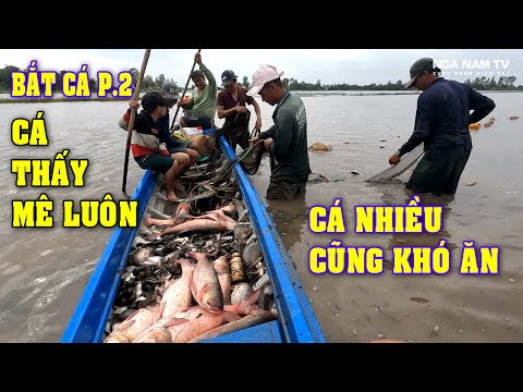 Kéo Lưới Bắt Cá Cô Lập Bầy Cá Giữa Đồng Bắt Từ Từ Cá Thấy Mê P.2/NGÃ NĂM TV