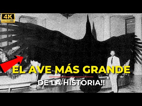 DESCUBRE El "AVE MAS GRANDE DE TODA LA HISTORIA!! Mas de 7 Metros de largo!! la Temible ARGENTAVIS