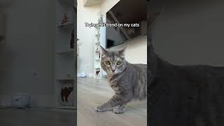 GOTTEM