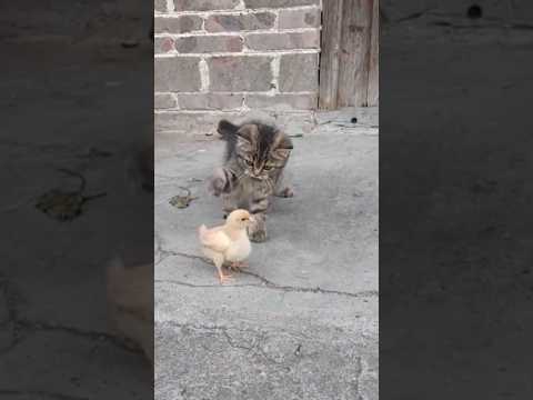 Tingkah lucu kucing dan ayam yang sedang bercanda #sayangkucing #comedycat #comedy #ayam #birds