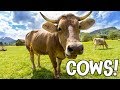 Cows: Facts and Trivia