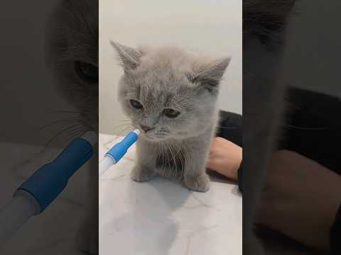 #britishshorthair #cat how to give a medicine to a cat 고양이 약 먹이는 방법