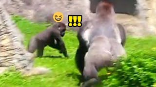 Jabali loves following his dad, but D'jeeco finds it annoying😆😎🤪呷百二很喜歡跟著爸爸，迪亞哥覺得煩