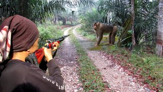 BERBURU HAMA NAKAL YANG SERING MERUSAK PERKEBUNAN PETANI..