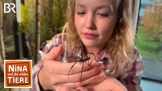 Ich glaub, die Spinnen! | Reportage für Kinder | Nina und die wilden Tiere | BR