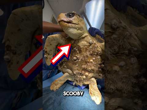 This poor SEA turtle was covered in barnacles 😱 #shorts #barnacles