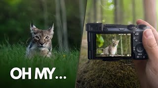 I Finally Saw a Lynx – The Wildlife Encounter of My Dreams