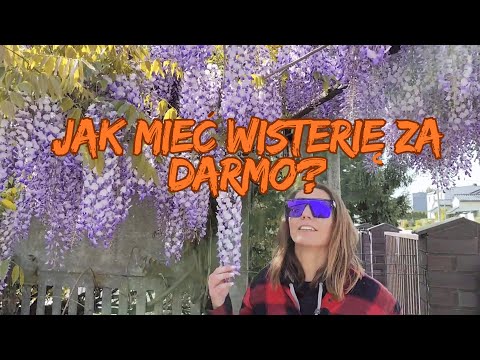 Jak mieć wisterię za darmo?