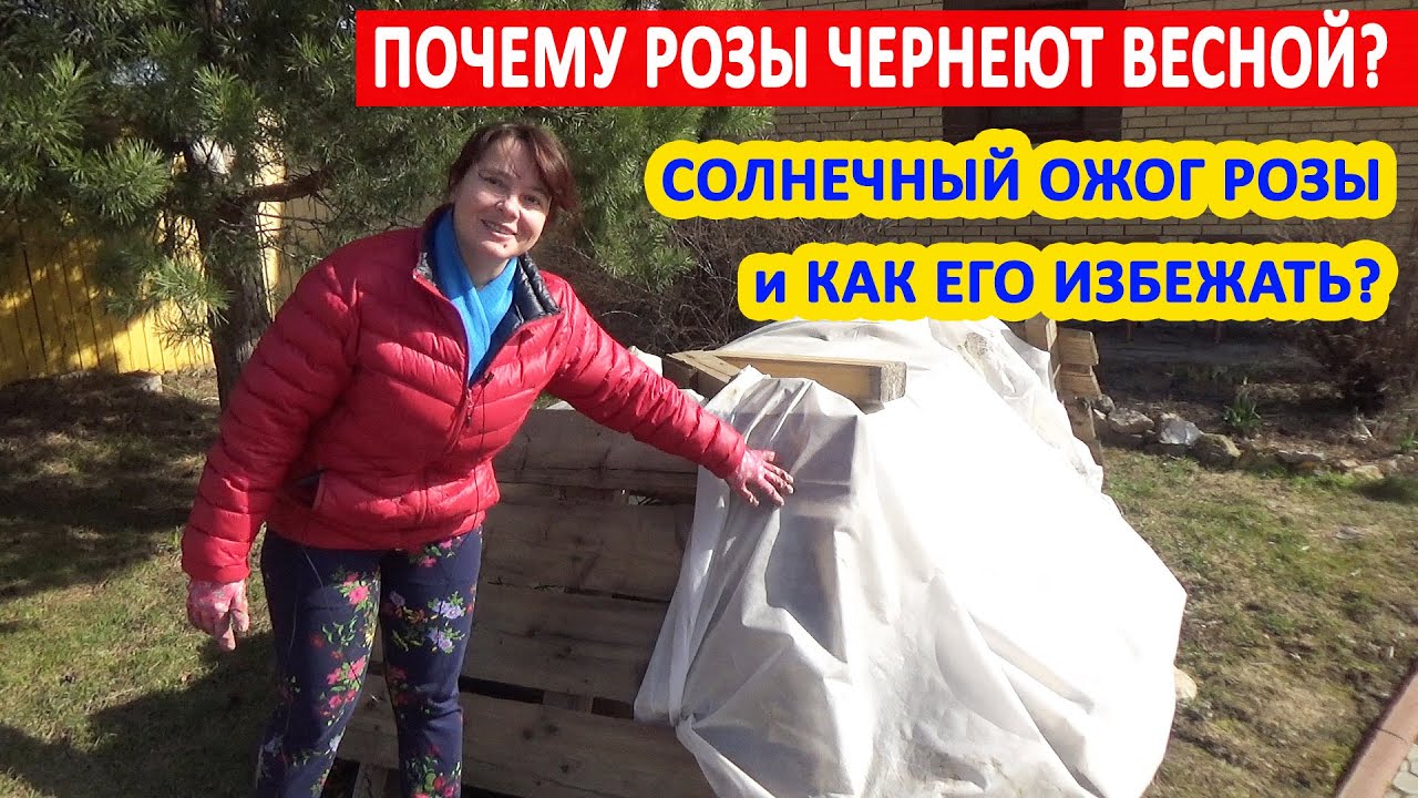 НЕ ОТКРЫВАЙТЕ РОЗЫ, НЕ ПОСМОТРЕВ ЭТО ВИДЕО! Как правильно открывать розы? СОЛНЕЧНЫЙ ОЖОГ розы