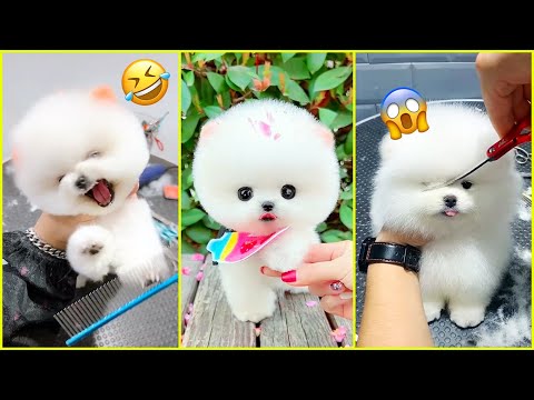 Unbearably Cute! Mini Pomeranians Like Never Before in 2024! 🐾 ✨ #598