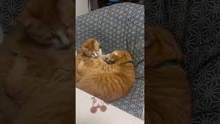兄弟猫のエアーかみかみ合戦