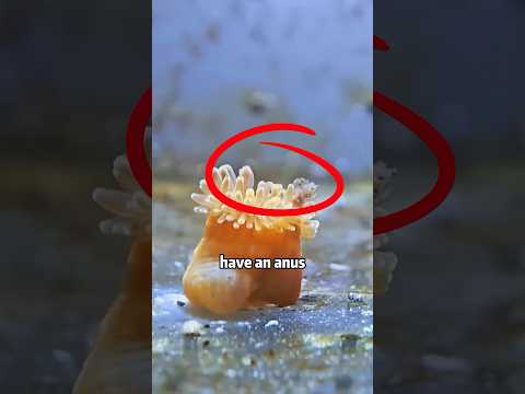 🙏🆘❤️ TINY SEA ANEMONE SURVIVE? 👧💔 CAN SHE? #animals #rescue #lovestory #shorts
