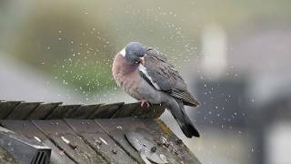 Federpflege im Regen: Ringeltaube