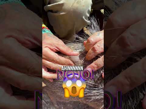 OS CATETOS E A GLÂNDULA NOJENTA! #shorts