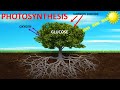 Plant Biology Concepts and Processes